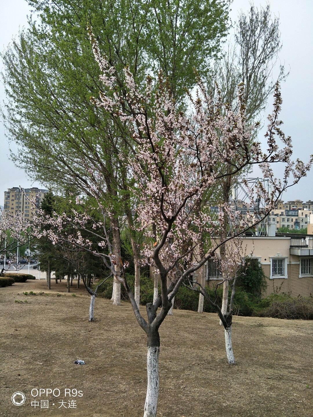 辛寨子街道最新天气预报
