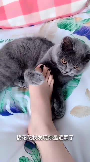 探索一站式猫咪乐园,猫咪官方最新版网站