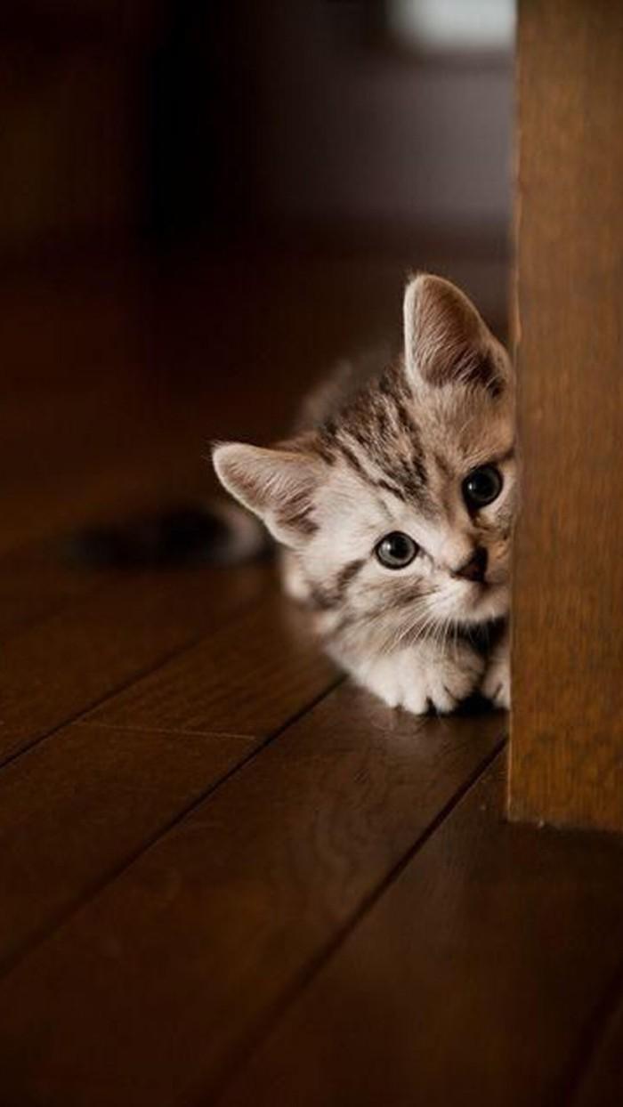 微信聊天新功能探索与体验之旅