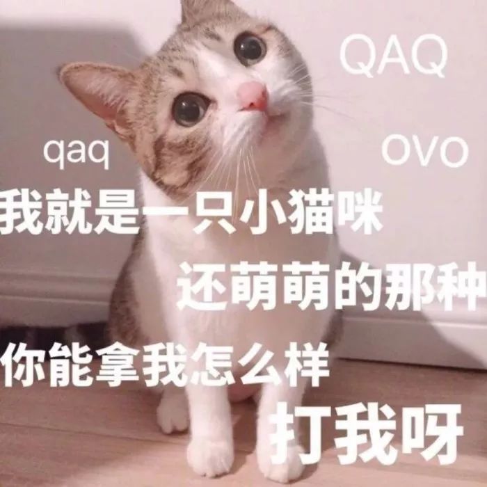 森林新生探索者,我是一只啾最新之旅