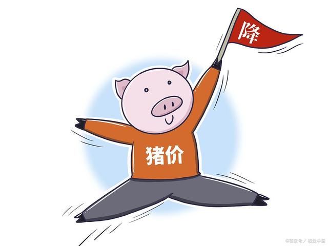 今日猪价上涨最新信息及影响分析