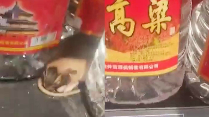 耗子尾汁,最新网络用语背后的文化与价值探究