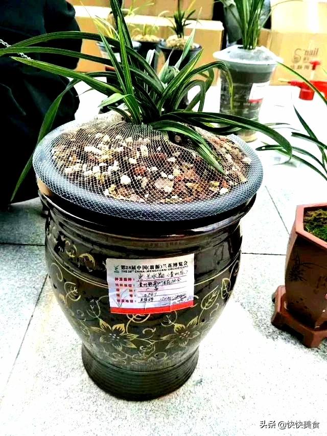 贵州龙叫最新动态揭秘,探寻神秘现象背后的传奇故事