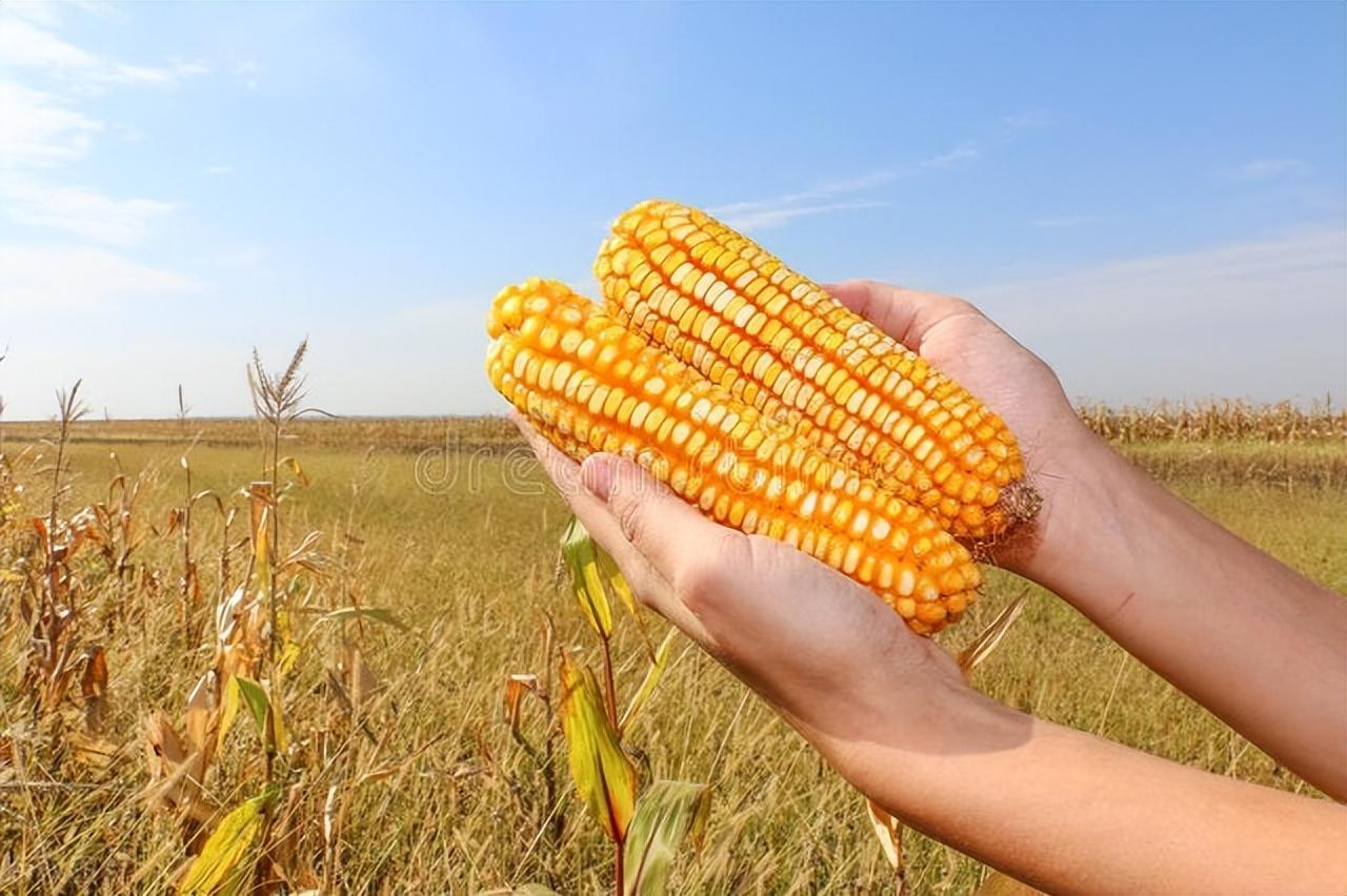 干玉米最新价格行情解析