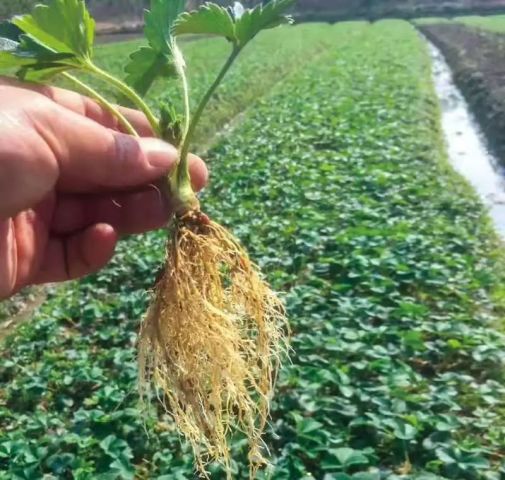 莱苗生物最新动态,引领生物科技新篇章