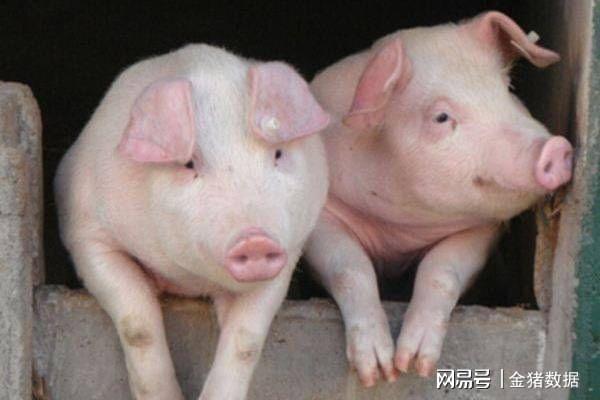 黑龙江生猪最新猪价分析与趋势预测